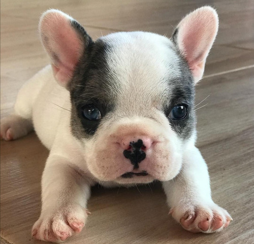 Bulldog Francés Pied Blue Merle Unico