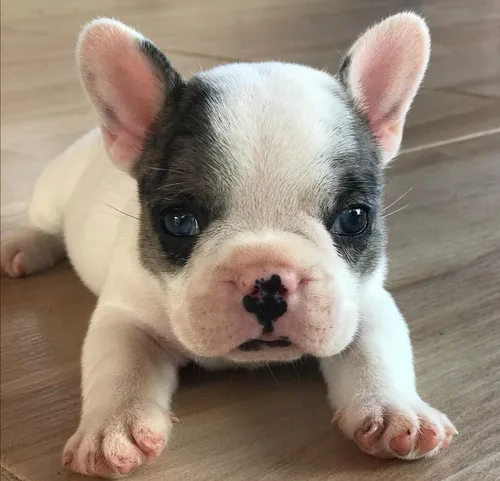 Bulldog Francés Pied Blue Merle Unico (Usado)