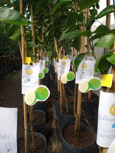 Imagen 5 de 10 de Arbol De Lima Tahiti Grande Adulto 5 Años -