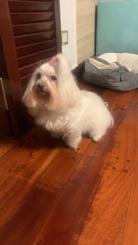 Peluquería Canina Y Felina A Domicilio