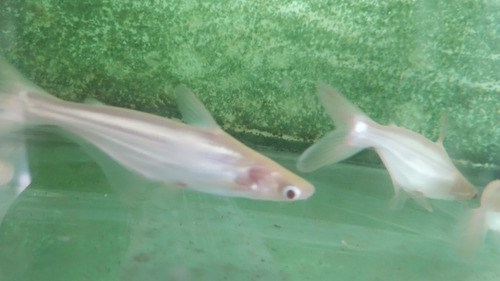 10 Panga Pangasius Albino De 15 Cm