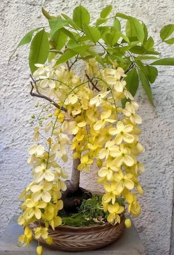 1 Arbolito De Lluvia De Oro Enano Para Patio - Golden Shower