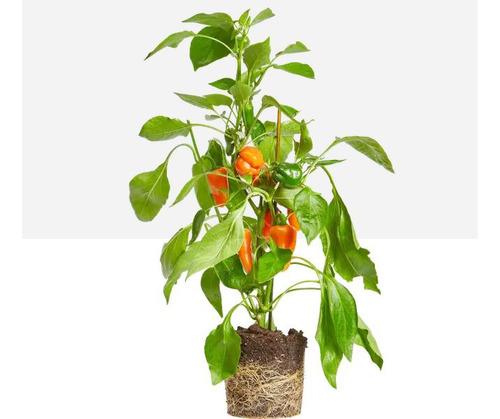 Páprika Pimentón Picante X 250grs