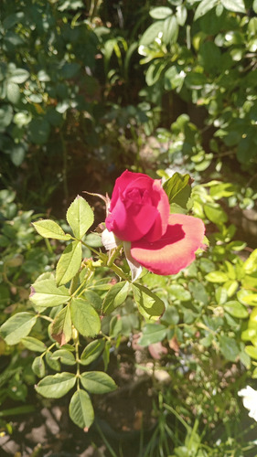 Rosa Iceberg Pie Bajo 1m - Planta Ornamental