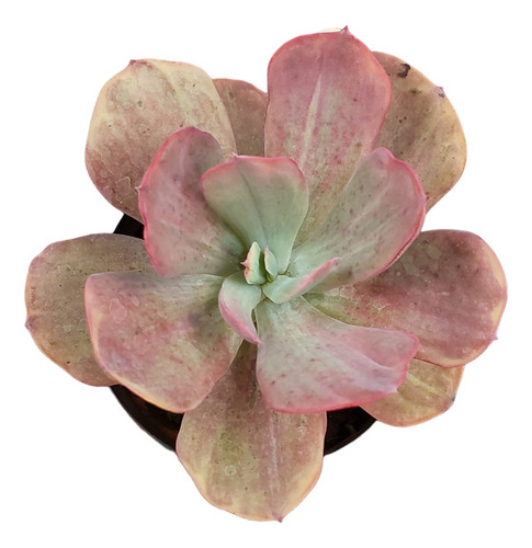 Muda Suculenta Echeveria Dream And Phantasm Variegata Rara