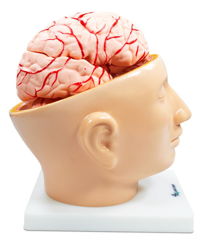 Modelo Anatômico 4d-anatomy Cérebro Desmontável