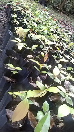 Planta De Canela, (cinnamomum Verum) $55.00