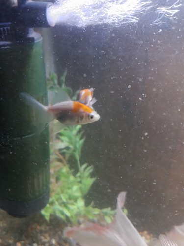 Peces De Agua Fria Shubunkin Cometas Y Goldfish De 2cm Varios