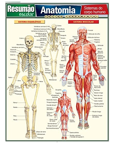 Libro Resumao - Anatomia - Sistemas Do Corpo Humano