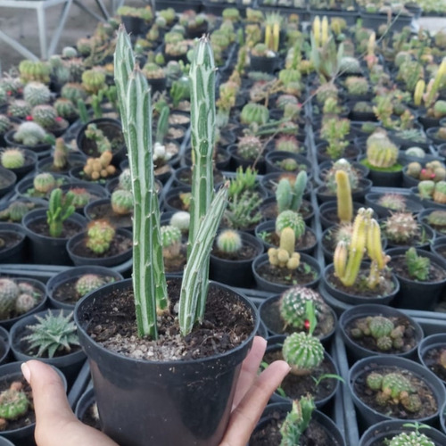 Cacto Melancia Senecio Stapeliiformis - Muda De Suculenta | MercadoLivre