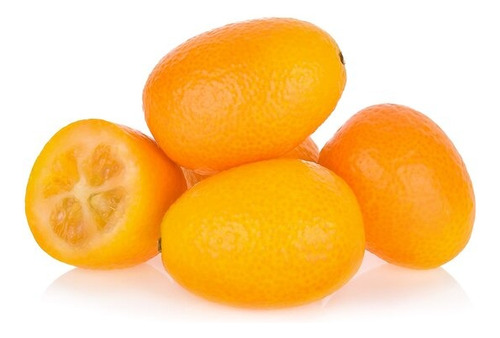 Kumquat Árbol 3 Años