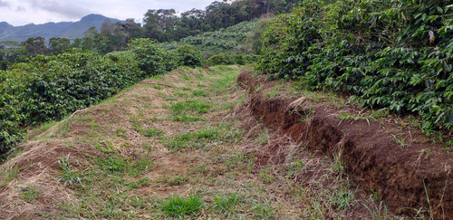 Imagem 9 de 15 de Fazenda, Para Venda Em Carangola/mg - Var1212ale