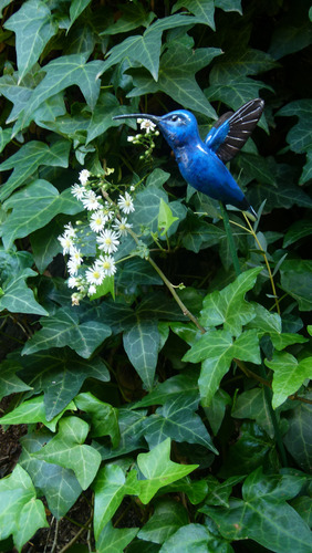 Tutor Para Plantas De Picaflor Azul - Colibri - 50 Cm Azul Oscuro