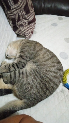 Imagen 5 de 5 de Pensionado Para Tu Mascota Económico