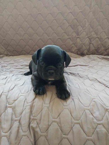 Bulldog Francês