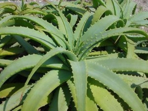 500g De Folhas De Aloe Arborescens (câncer)