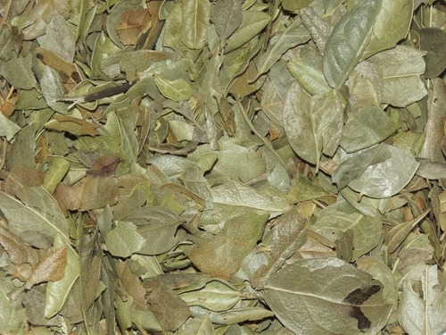 Boldo Do Chile (peumus Boldus) 100 Gr Erva Seca Para Chá
