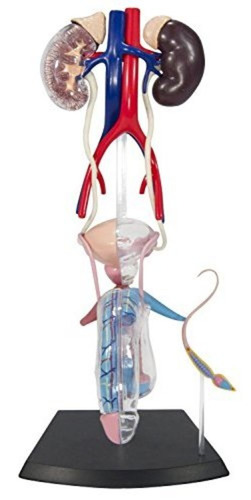 Modelo De Aparato Reproductivo Masculino 4d, Anatomía