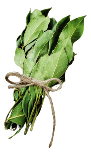Manojo De Laurel Fresco Aprox 1 Kg Shory Beauty