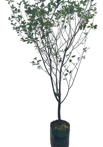 Árbol Cereza Pastelera (grande)