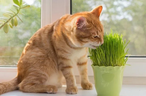 Hierba Gatera Para Gatos Semillas De Gramineas Purgante Zootec 80g