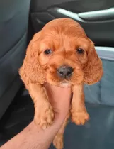 Comprar Cocker Spaniel 250 Cada Uno 