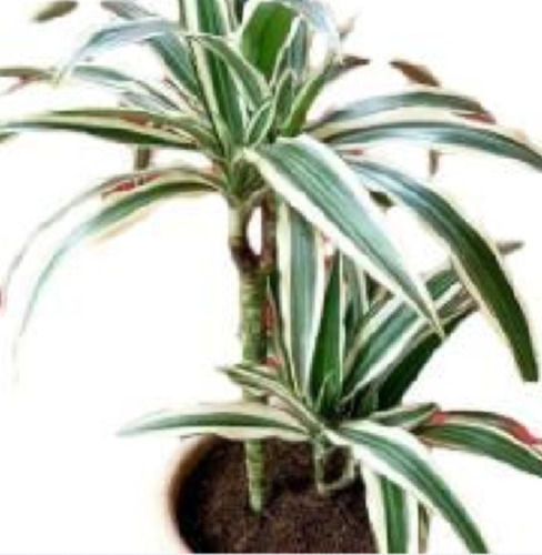 Planta Dracena Tricolor ( Mira Tamaño ? ) No Hago Envios