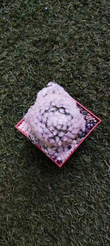 Mammilaria Splendex