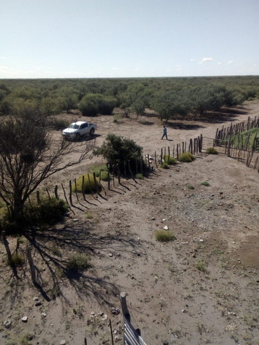 Imagen 3 de 10 de Vendo Campo Ganadero En Carmensa General Alvear Mendoza