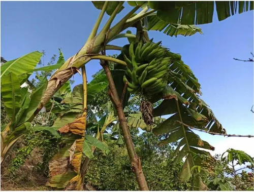 Vendo Finca De 18 Cuadras Para Ganado Y Cerdos A 15 Minutos D Fredonia