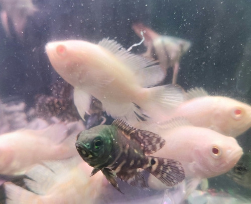 Pez Oscar Astronotus Tigre Chico