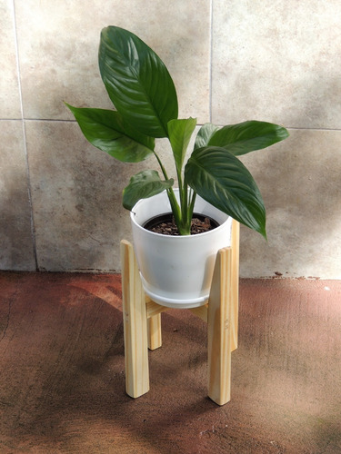 Plantas Int Cuna De Moises Pie30cm Maceta Premium Plato