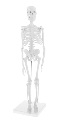 Modelo De Esqueleto De Cuerpo Humano De Tamaño Natural De 