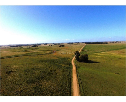 Imagen 11 de 30 de Campo Fraccionamiento En Rocha A Poca Distancia De Ruta 9, 58 Hás Fraccionada