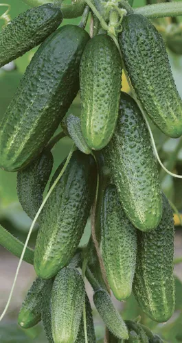 Seeds4planting - Semillas De Pepino A La Ede Un Veci.