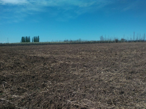 Imagen 10 de 14 de Finca 10 Has. G Alvear Mendoza. 100% En Producción. Excelente Casa Amplia. Podría Considerar Alguna Permuta Que No Sea Inmueble. Precio Conversable.
