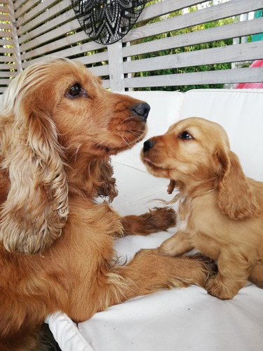 Cocker Spaniel Hembra 