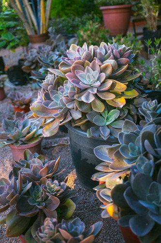 Echeveria Gibbiflora Suculenta Varios Tamaños 