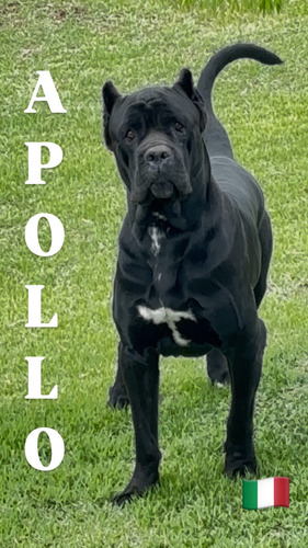 Cane Corso Fêmea 60 Dias Tigrado