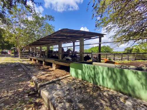 Venta De Rancho En Zona Ganadera De Yucatán, Con Cenotes, 453 Has