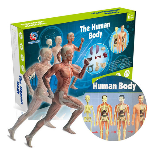 Modelo Del Cuerpo Humano Órganos Y Huesos Aprendizaje De Asa