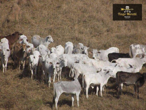 Imagem 14 de 30 de Sítio Com 4 Dormitórios À Venda, 5 M² Por R$ 1.480.000,00 - Centro - Boituva/sp - Si0011