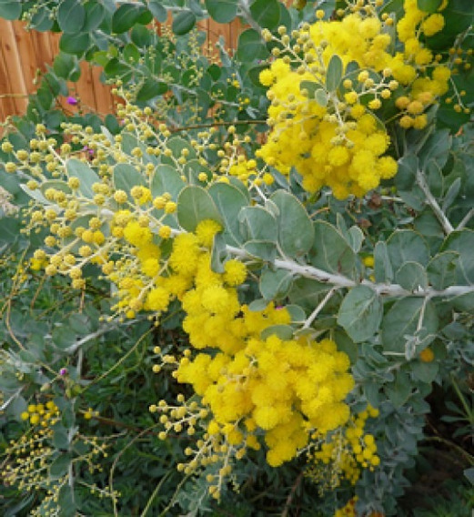 Mudas De Acacia Mimosa Amarela | MercadoLivre 📦