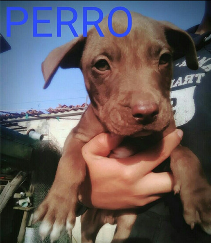 Perros Pitbull