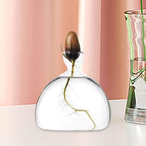 # Florero Inicial De Semillas De Aguacate Transparente,