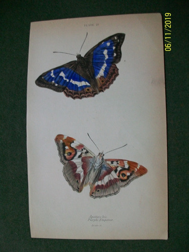 Mariposas   Apatura Iris  Grabado De Edimburgo De 1833