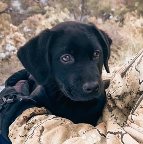 Labrador Negro Unicos Genetica Unica Criadero Chascomús