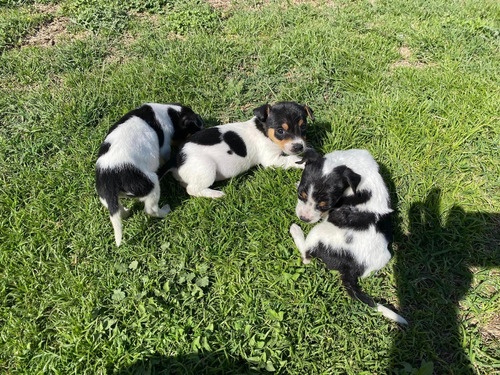 Bellos Terrier Chileno