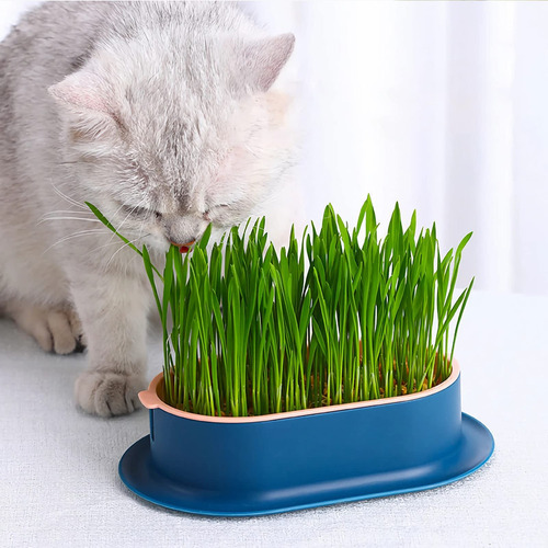 Kit De Maceta De Césped Para Gatos: Bandeja Hidropónica Para