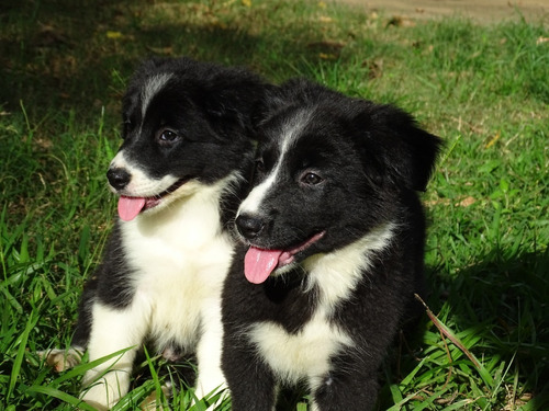 Border Collie